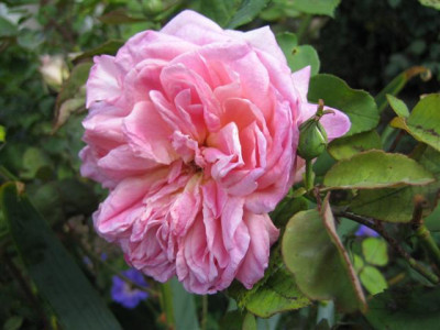 IMG_5617_Small.JPG