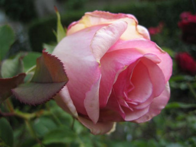 IMG_5620_Small.JPG