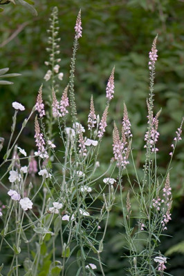 Lychnis-u-Linaria-Jun2809.jpg