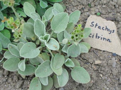 Garten__Steine_28.jpg