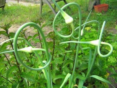 Garten__Rockebollen28.jpg