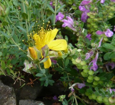 Hypericum_empetrifolium_fars_2009.jpg