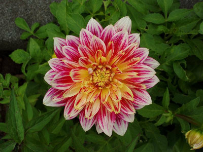 dahlie_unbekannt2009.jpg