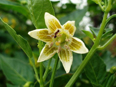 chili2009.jpg