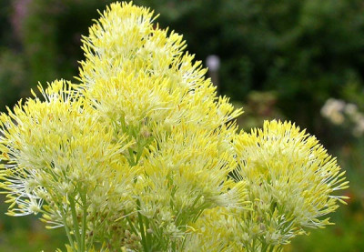 Thalictrum_flavum_glaucum_28.6.09.jpg