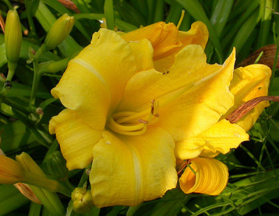 Unbekannte_Gelbe_28.6.09.jpg