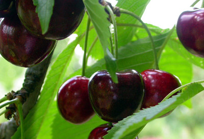 Kirschbaum_28.6.09.jpg