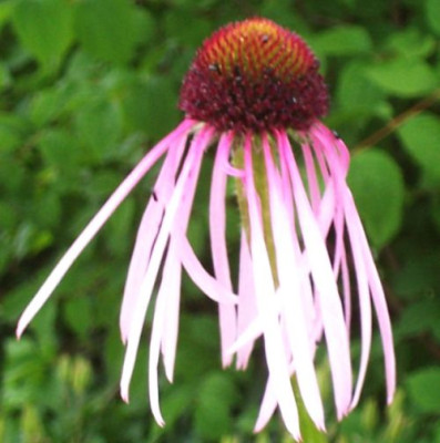 000_3869_Echinacea_pallida.jpg