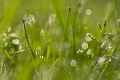 Tautropfen-Jun2909.jpg