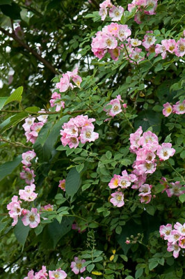 Kew-Rambler-Jun2909.jpg