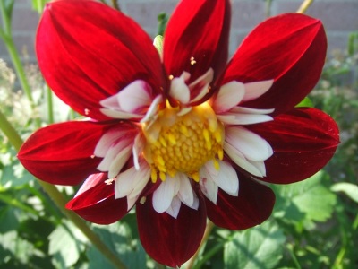 dahlia_02.jpg
