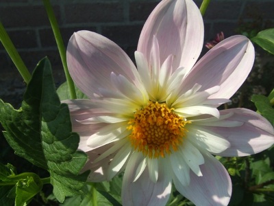 dahlia_03.jpg