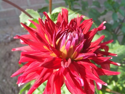 dahlia_04.jpg