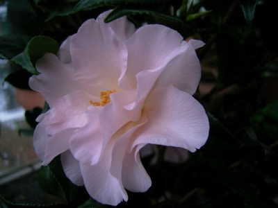Hage0503kk.jpg