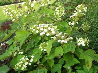 Hyd.quercifolia01.jpg