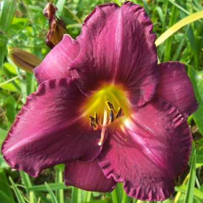 000_3889_Olive_Bailey_Langdon.jpg