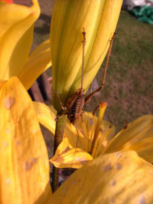 K640_PICT0367.JPG