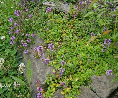 thymus-alpestris-280609.jpg