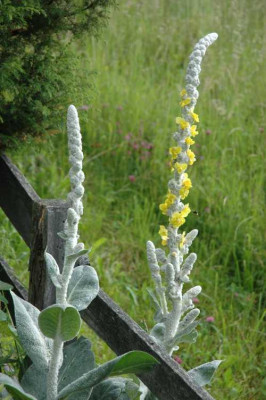 DSC_2909verbascum1.jpg