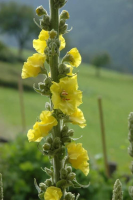 DSC_2920verbascum2.jpg