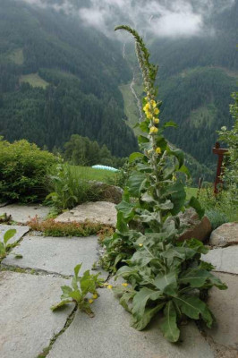 DSC_2931verbascum3.jpg