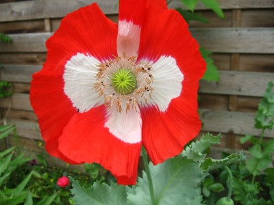 Mohn_09.jpg