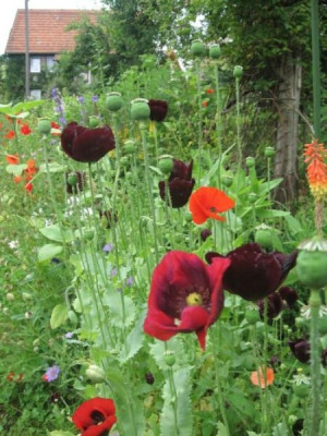 mohn_09_2.jpg