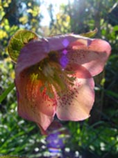helleborus_apricot.jpg