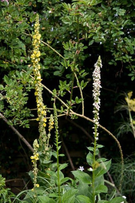 Verbascum-weiss-u-gelb-Jun3009.jpg
