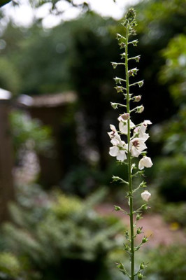 Verbascum-blattaria-Jun3009.jpg