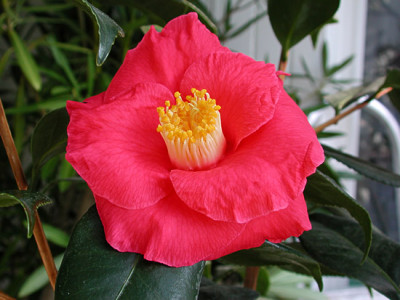 camellia_tricolor.jpg