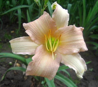Lady_Inara_Cubiles.jpg