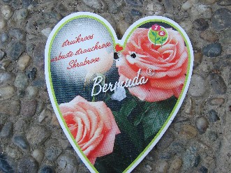 Bermuda_etikette.jpg