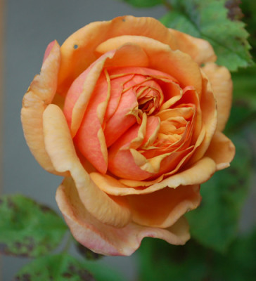 Steckling_apricot_0010__3525.jpg