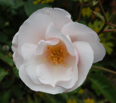 Souvenir_de_St._Anne_0010__3117.jpg