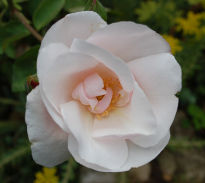 Souvenir_de_St._Anne_0011__3118.jpg