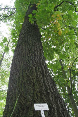 IMG_5989_liriodendron_tulipifera.jpg