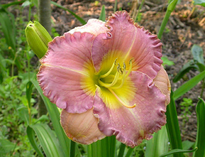 Mein_Blaues_Wunder_30.6.09.jpg