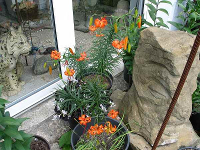 l.davidii-willmottiae-1.jpg