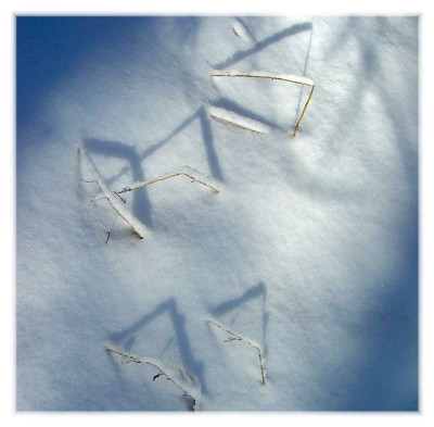 Zeichen_im_Schnee_Web.JPG
