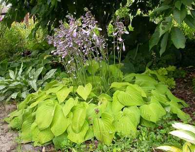 Unbekannte_gelbe_Hosta_Blute_30.6.09.jpg