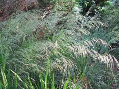 Deschampsia__juni.jpg