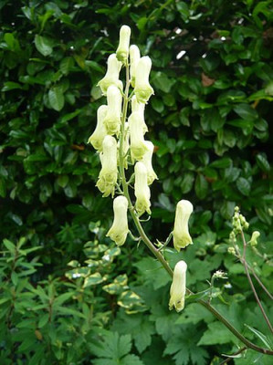 Aconitum_vulparia_fars_2009.jpg