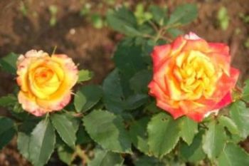 mirirose4.jpg