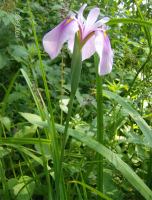 iris-unbekannt.jpg