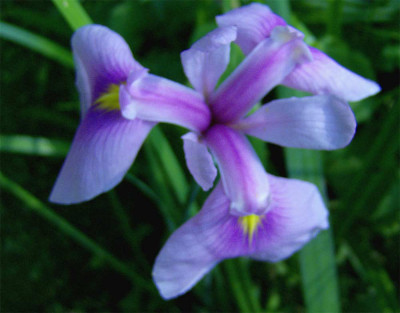 iris-unbekannt2.jpg
