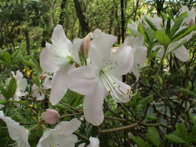 Rhododendron_schlippenbachii_1.jpg