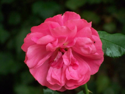 Juli_2009_Rosarium_Uetersen.jpg