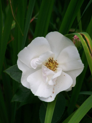 Juli_2009_Souvenir_st_Anne.jpg