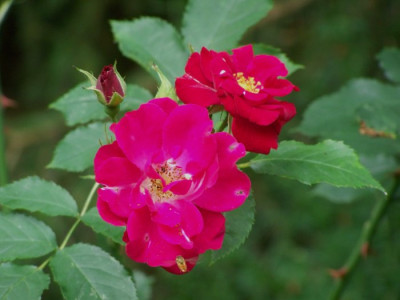 Juli_2009_Wilhelm.jpg